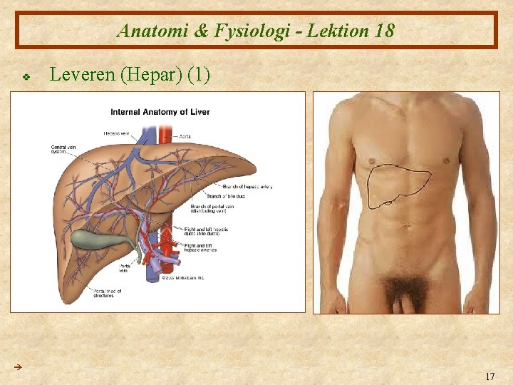 Anatomi & Fysiologi - Lektion 18 v Leveren (Hepar) (1) 17 