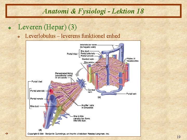 Anatomi & Fysiologi - Lektion 18 v Leveren (Hepar) (3) v Leverlobulus – leverens