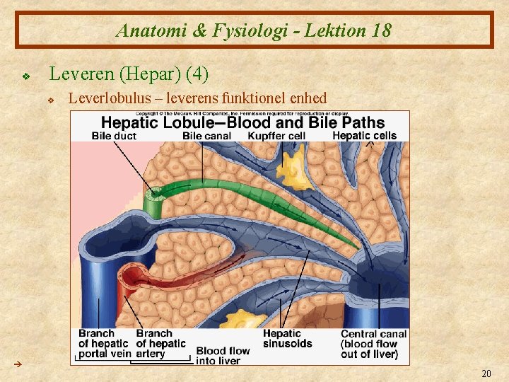 Anatomi & Fysiologi - Lektion 18 v Leveren (Hepar) (4) v Leverlobulus – leverens