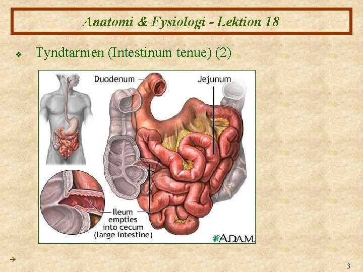 Anatomi & Fysiologi - Lektion 18 v Tyndtarmen (Intestinum tenue) (2) 3 
