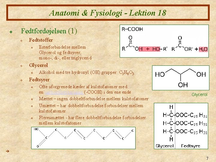 Anatomi & Fysiologi - Lektion 18 v Fedtfordøjelsen (1) v Fedtstoffer v v Glycerol