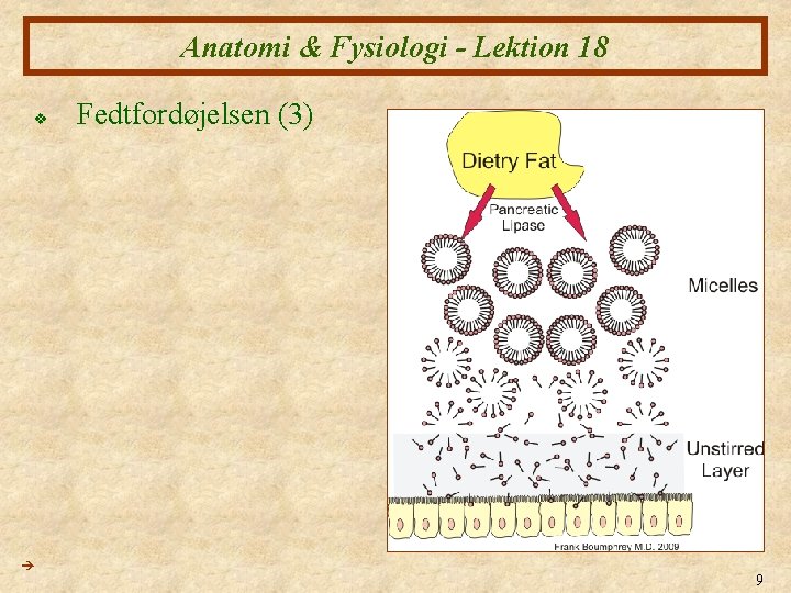 Anatomi & Fysiologi - Lektion 18 v Fedtfordøjelsen (3) 9 