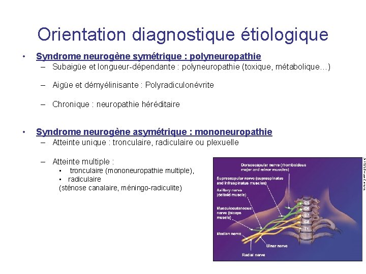 Orientation diagnostique étiologique • Syndrome neurogène symétrique : polyneuropathie – Subaigüe et longueur-dépendante :