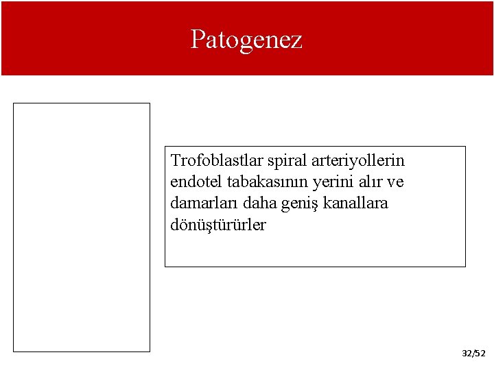 Patogenez Trofoblastlar spiral arteriyollerin endotel tabakasının yerini alır ve damarları daha geniş kanallara dönüştürürler