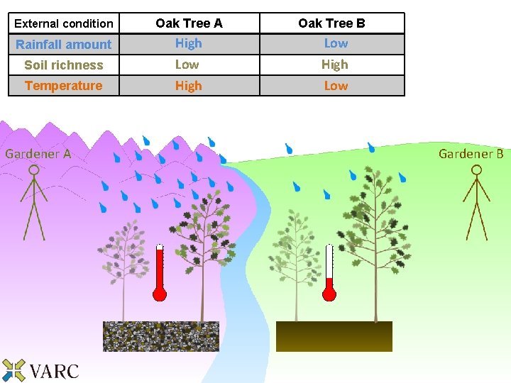 External condition Oak Tree A Oak Tree B Rainfall amount High Low Soil richness