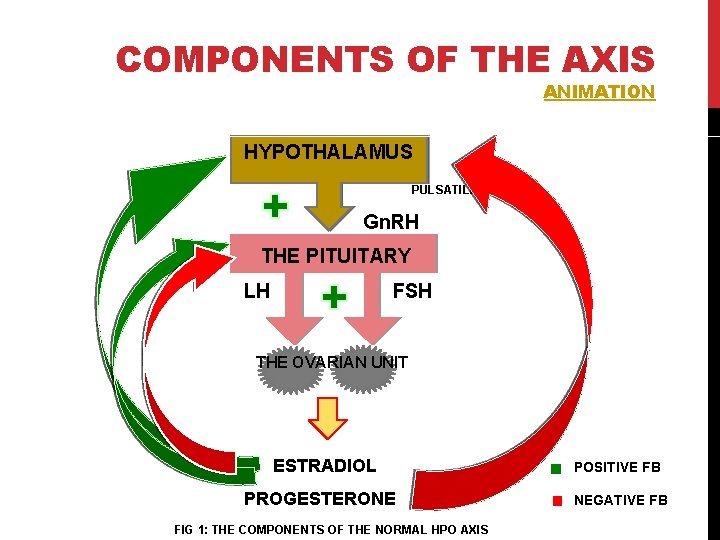 COMPONENTS OF THE AXIS ANIMATION HYPOTHALAMUS PULSATILE Gn. RH THE PITUITARY LH FSH THE COMPONENTS OF THE AXIS ANIMATION HYPOTHALAMUS PULSATILE Gn. RH THE PITUITARY LH FSH THE