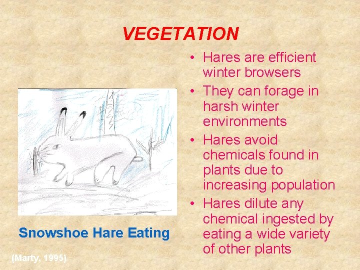 VEGETATION Snowshoe Hare Eating (Marty, 1995) • Hares are efficient winter browsers • They