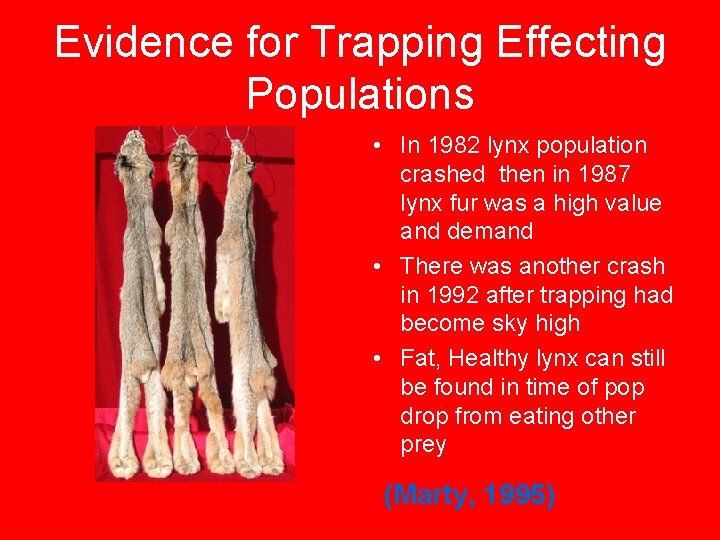 Evidence for Trapping Effecting Populations • In 1982 lynx population crashed then in 1987