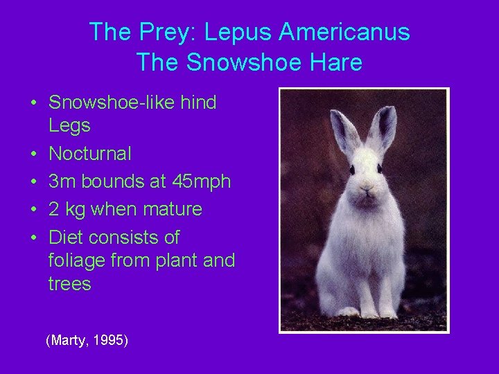 The Prey: Lepus Americanus The Snowshoe Hare • Snowshoe-like hind Legs • Nocturnal •