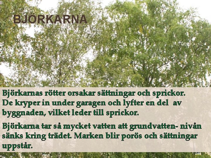 BJÖRKARNA Björkarnas rötter orsakar sättningar och sprickor. De kryper in under garagen och lyfter