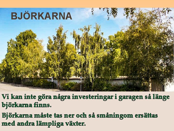 BJÖRKARNA Vi kan inte göra några investeringar i garagen så länge björkarna finns. Björkarna