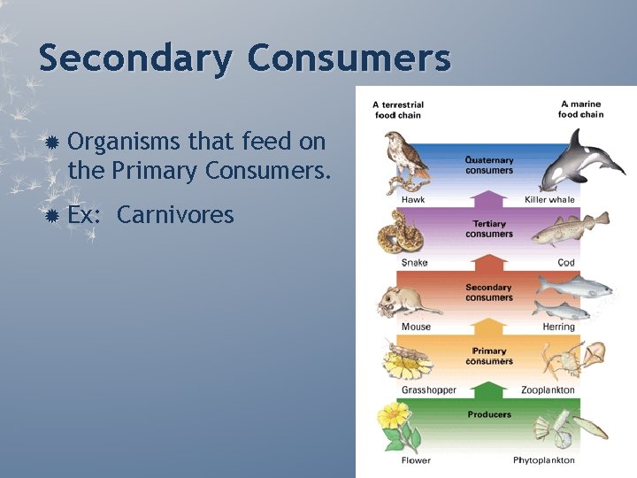 Secondary Consumers Organisms that feed on the Primary Consumers. Ex: Carnivores Secondary Consumers Organisms that feed on the Primary Consumers. Ex: Carnivores