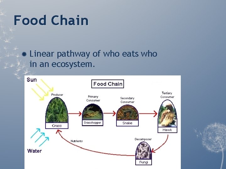 Food Chain Linear pathway of who eats who in an ecosystem. Food Chain Linear pathway of who eats who in an ecosystem.
