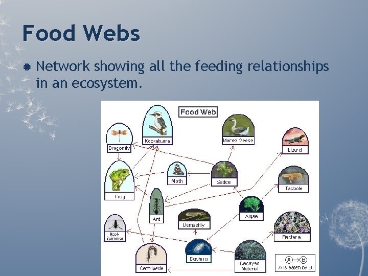 Food Webs Network showing all the feeding relationships in an ecosystem. Food Webs Network showing all the feeding relationships in an ecosystem.