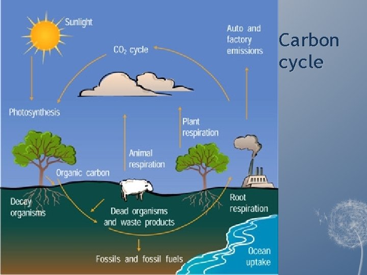 Carbon cycle Carbon cycle