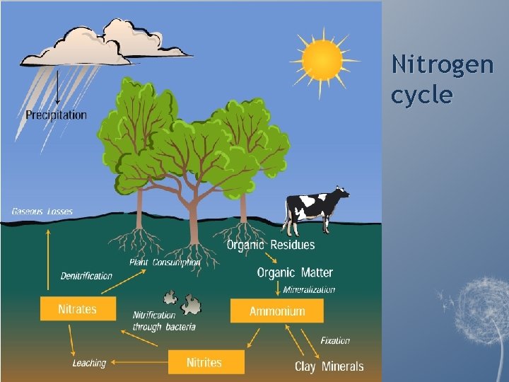 Nitrogen cycle Nitrogen cycle