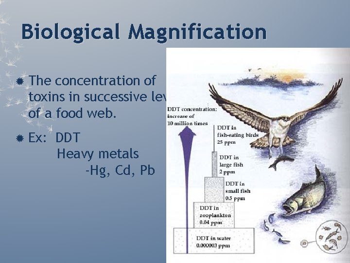 Biological Magnification The concentration of toxins in successive levels of a food web. Ex: Biological Magnification The concentration of toxins in successive levels of a food web. Ex: