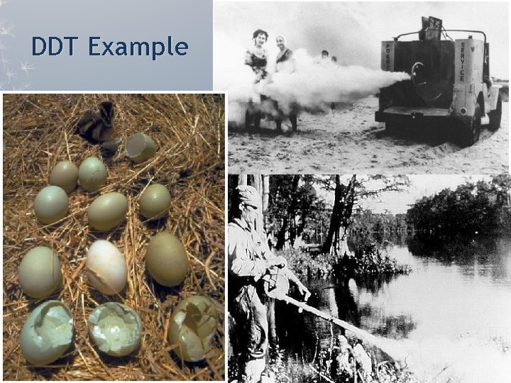 DDT Example DDT Example