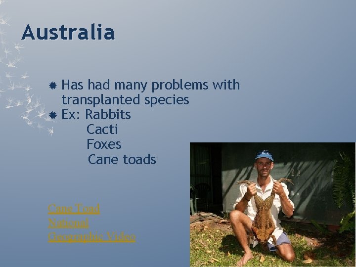 Australia Has had many problems with transplanted species Ex: Rabbits Cacti Foxes Cane toads Australia Has had many problems with transplanted species Ex: Rabbits Cacti Foxes Cane toads