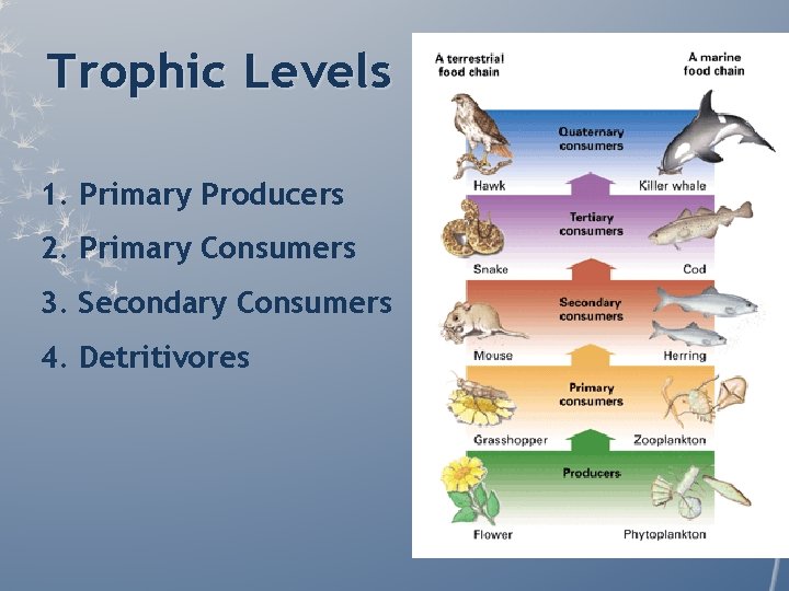 Trophic Levels 1. Primary Producers 2. Primary Consumers 3. Secondary Consumers 4. Detritivores Trophic Levels 1. Primary Producers 2. Primary Consumers 3. Secondary Consumers 4. Detritivores