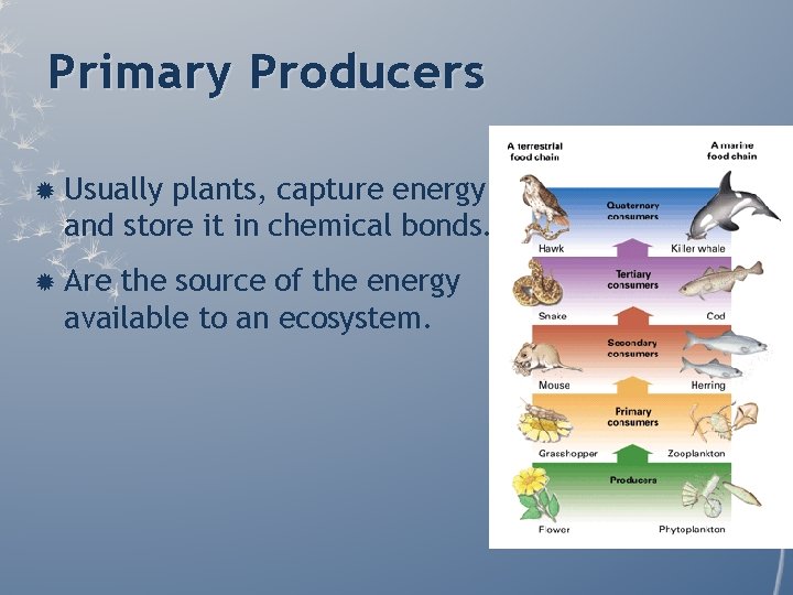 Primary Producers Usually plants, capture energy and store it in chemical bonds. Are the Primary Producers Usually plants, capture energy and store it in chemical bonds. Are the