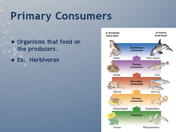 Primary Consumers Organisms that feed on the producers. Ex: Herbivores Primary Consumers Organisms that feed on the producers. Ex: Herbivores