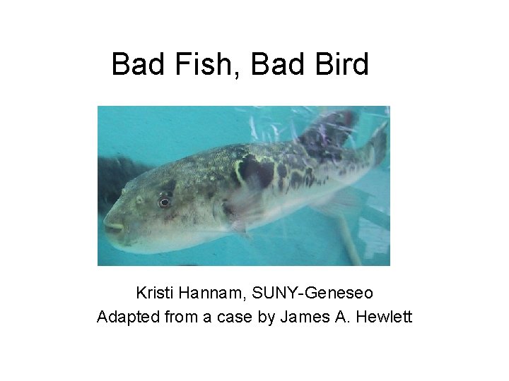 Bad Fish, Bad Bird Kristi Hannam, SUNY-Geneseo Adapted from a case by James A.