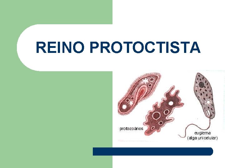 REINO PROTOCTISTA 