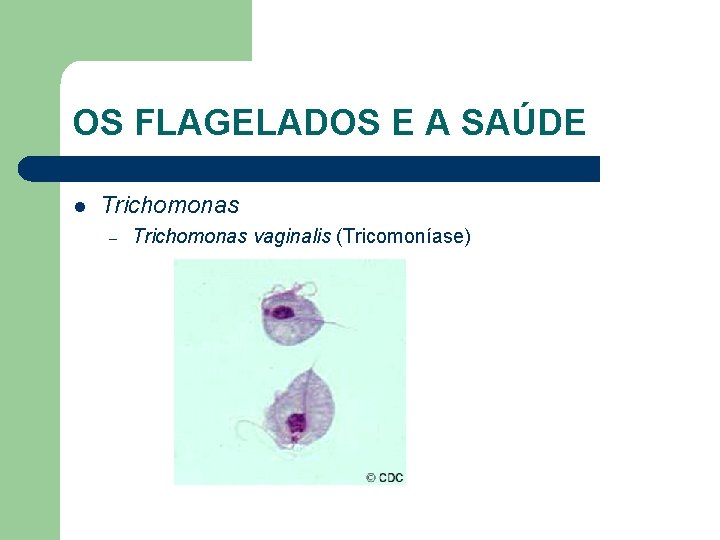 OS FLAGELADOS E A SAÚDE l Trichomonas – Trichomonas vaginalis (Tricomoníase) 