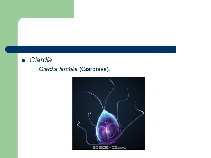 l Giardia – Giardia lamblia (Giardíase). 