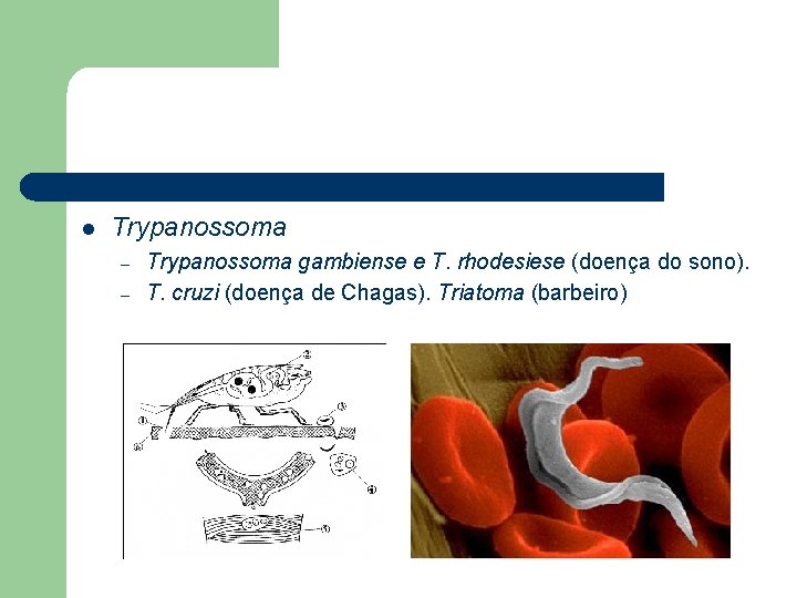 l Trypanossoma – – Trypanossoma gambiense e T. rhodesiese (doença do sono). T. cruzi