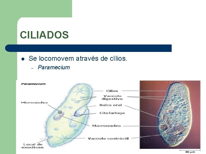 CILIADOS l Se locomovem através de cílios. – Paramecium 