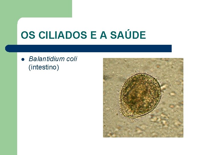 OS CILIADOS E A SAÚDE l Balantidium coli (intestino) 