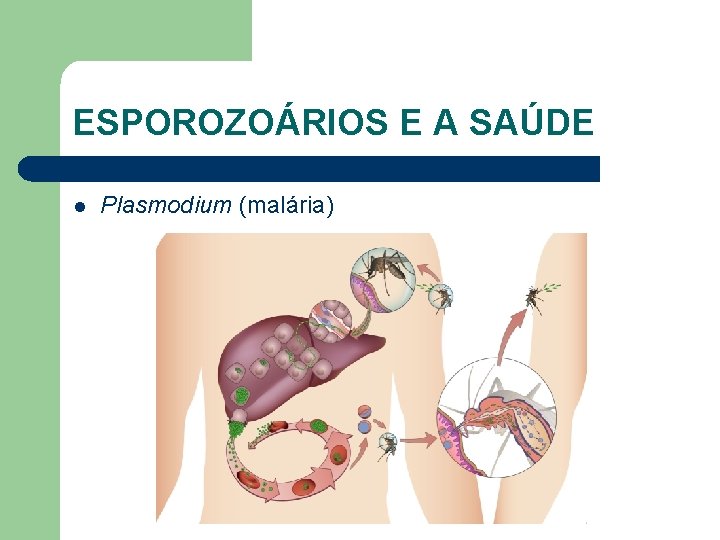 ESPOROZOÁRIOS E A SAÚDE l Plasmodium (malária) 