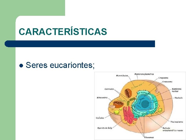 CARACTERÍSTICAS l Seres eucariontes; 