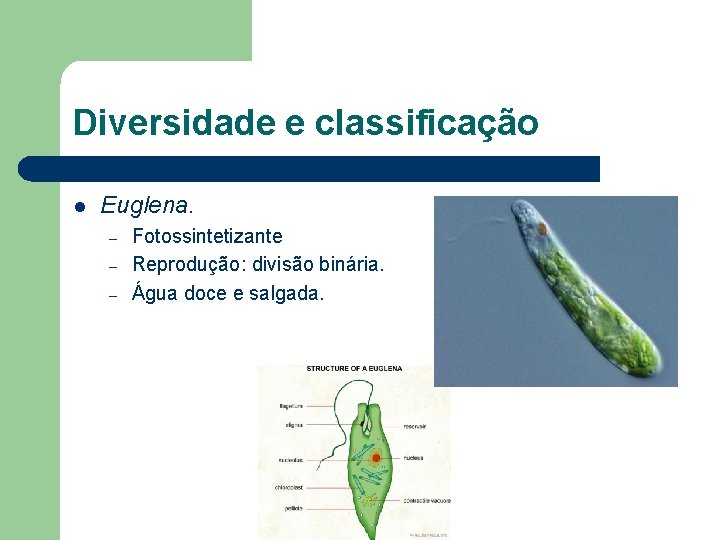 Diversidade e classificação l Euglena. – – – Fotossintetizante Reprodução: divisão binária. Água doce