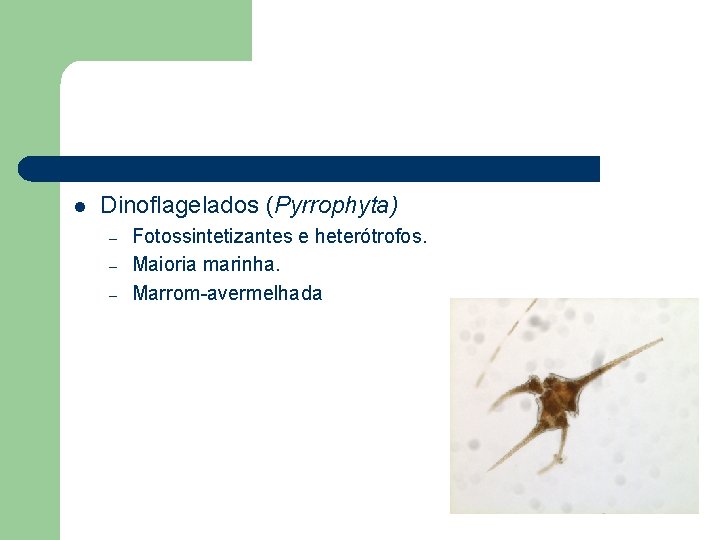 l Dinoflagelados (Pyrrophyta) – – – Fotossintetizantes e heterótrofos. Maioria marinha. Marrom-avermelhada 
