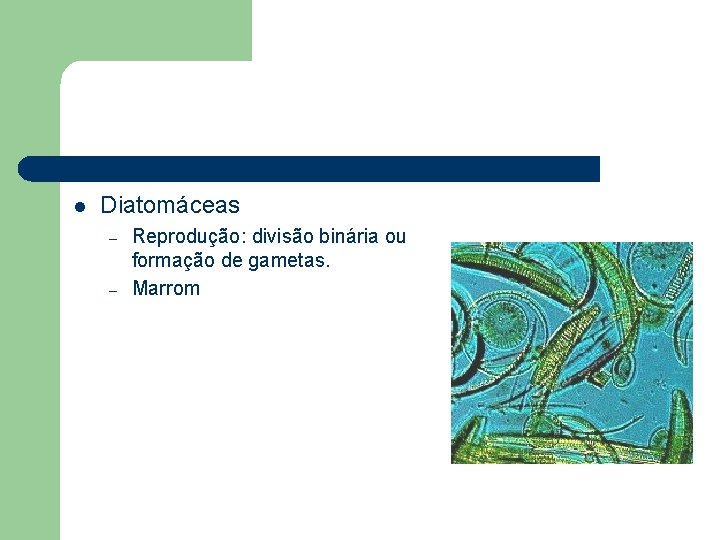 l Diatomáceas – – Reprodução: divisão binária ou formação de gametas. Marrom 