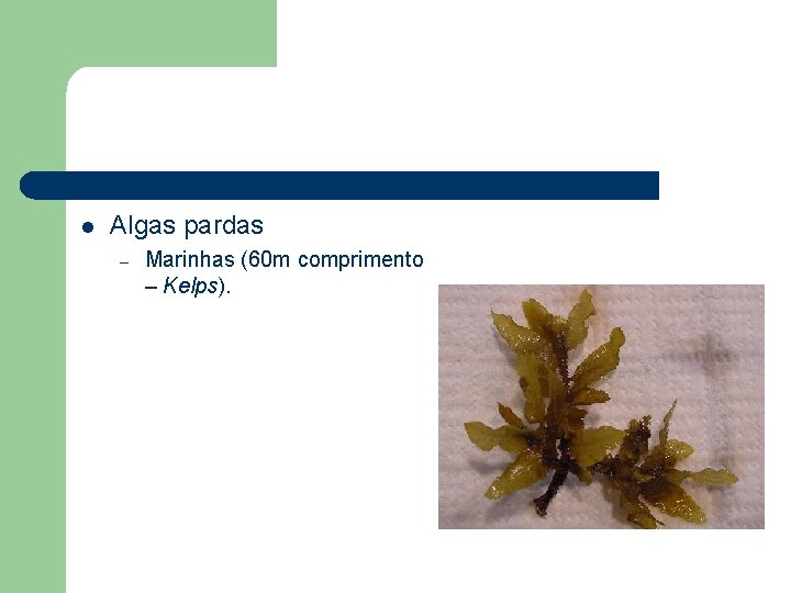 l Algas pardas – Marinhas (60 m comprimento – Kelps). 