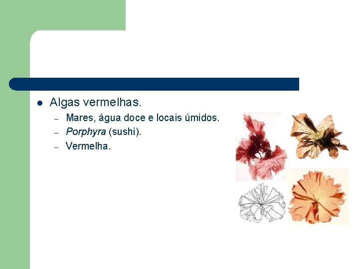 l Algas vermelhas. – – – Mares, água doce e locais úmidos. Porphyra (sushi).