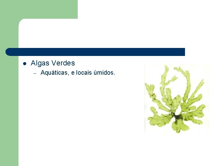 l Algas Verdes – Aquáticas, e locais úmidos. 