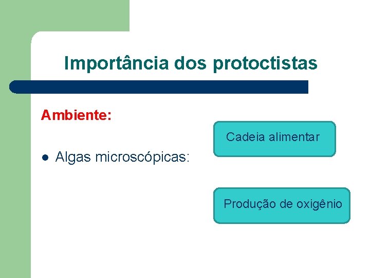 Importância dos protoctistas Ambiente: Cadeia alimentar l Algas microscópicas: Produção de oxigênio 