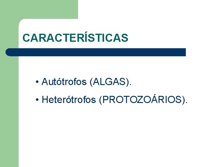 CARACTERÍSTICAS • Autótrofos (ALGAS). • Heterótrofos (PROTOZOÁRIOS). 