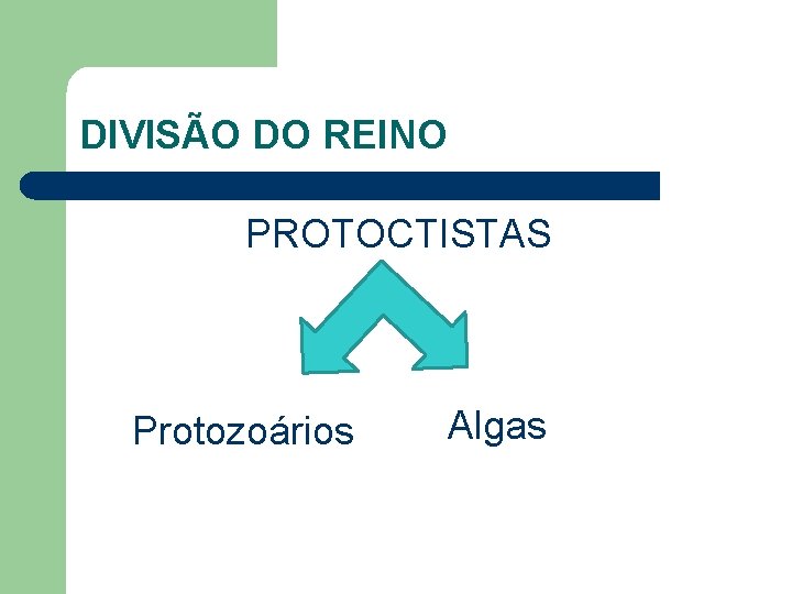 DIVISÃO DO REINO PROTOCTISTAS Protozoários Algas 