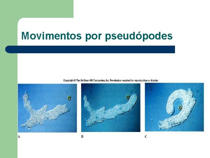 Movimentos por pseudópodes 