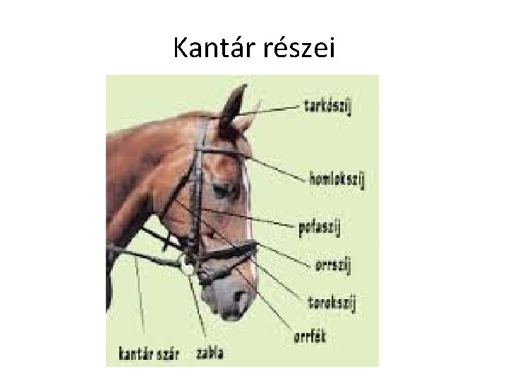 Kantár részei 