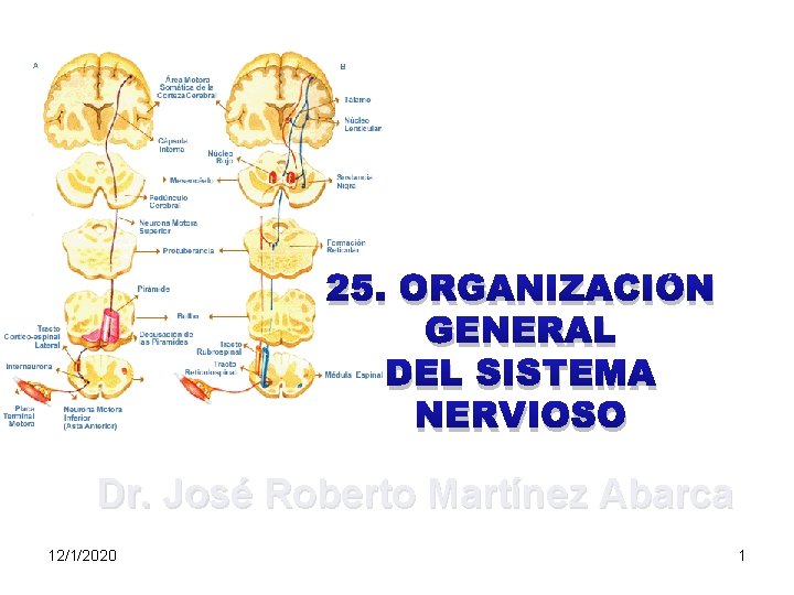 25. ORGANIZACIÓN GENERAL DEL SISTEMA NERVIOSO Dr. José Roberto Martínez Abarca 12/1/2020 1 