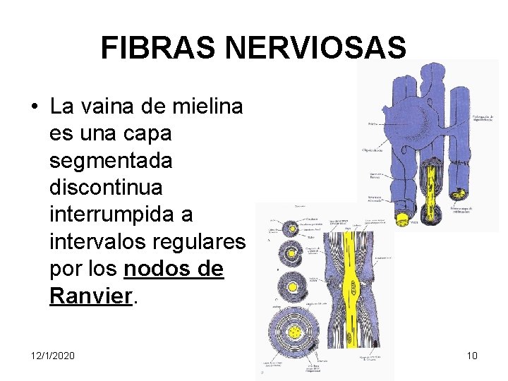 FIBRAS NERVIOSAS • La vaina de mielina es una capa segmentada discontinua interrumpida a