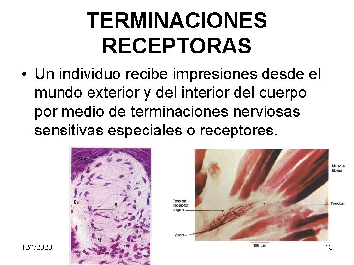 TERMINACIONES RECEPTORAS • Un individuo recibe impresiones desde el mundo exterior y del interior
