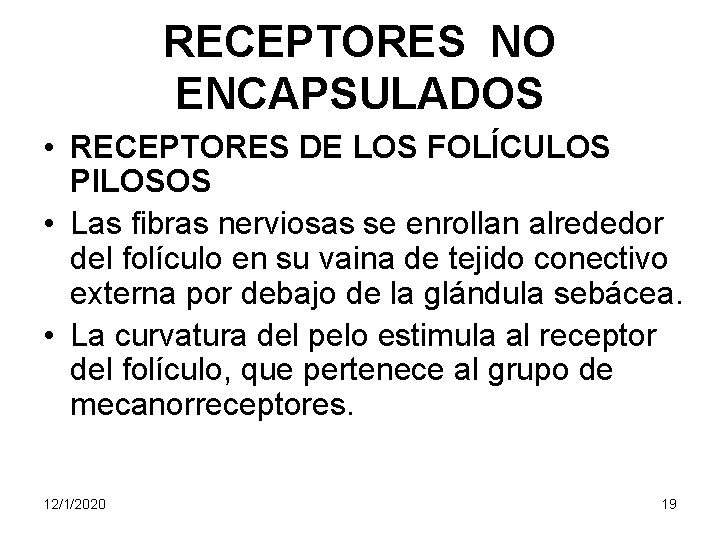 RECEPTORES NO ENCAPSULADOS • RECEPTORES DE LOS FOLÍCULOS PILOSOS • Las fibras nerviosas se